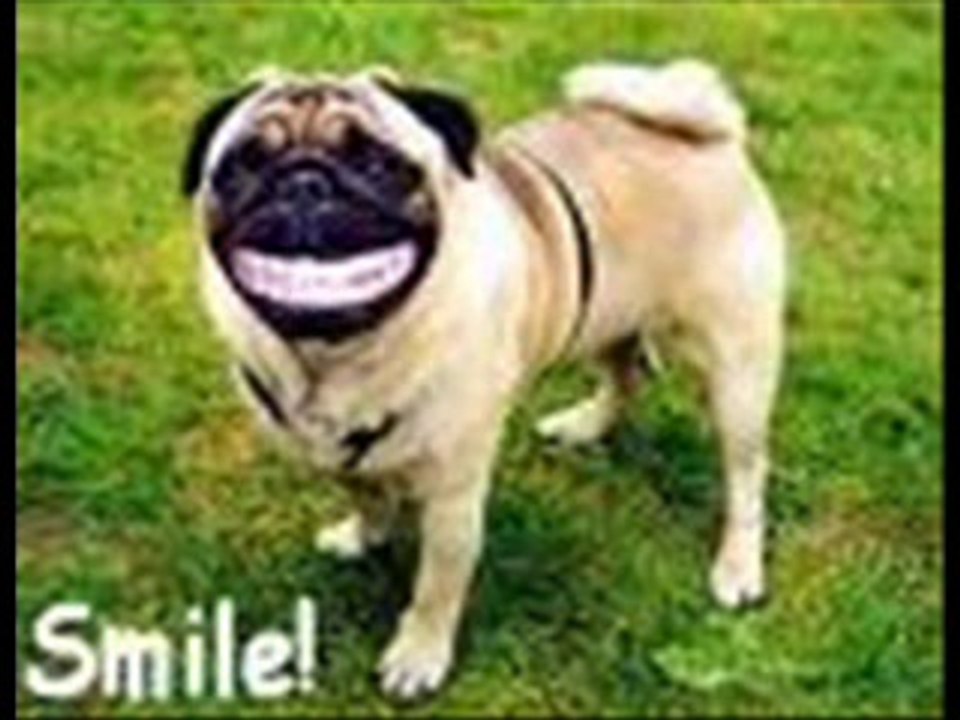 Very Cute And Funny Dogs