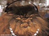 Very Funny Animated CAT GIFs - MUSIC