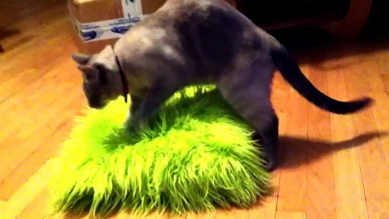 Very Funny Cat FAIL Video wow