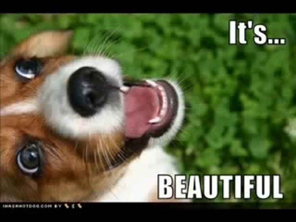 Very Funny Dogs 1