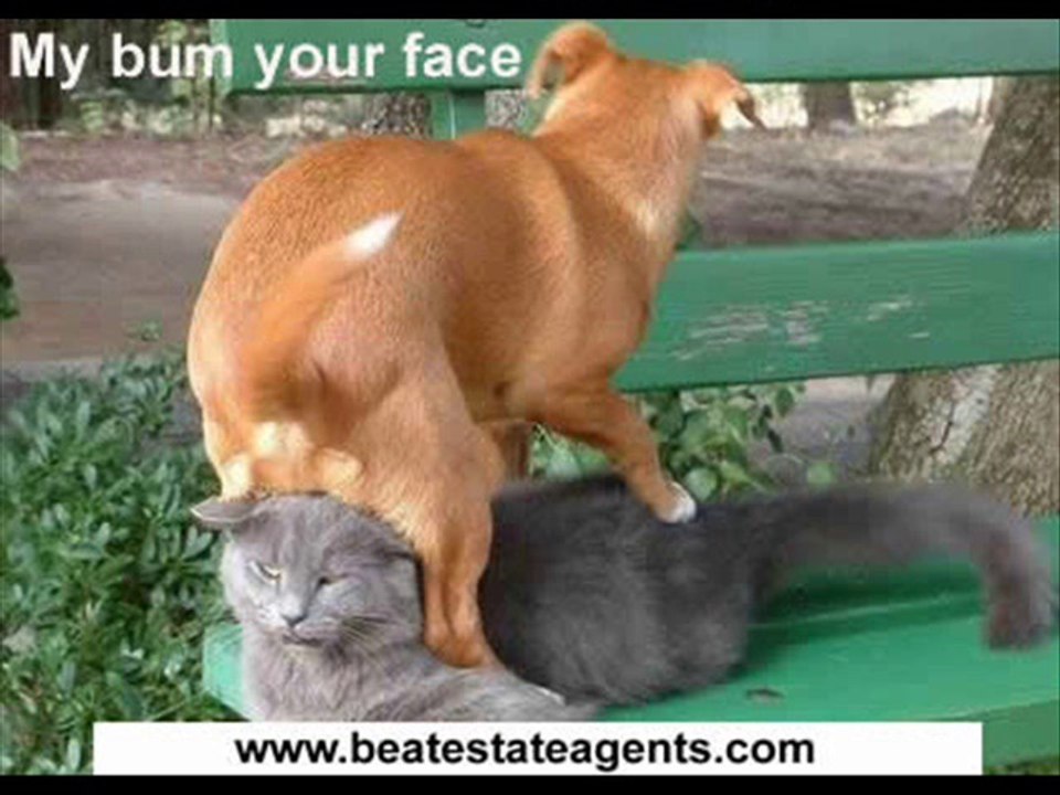 vERY fUNNY dOGS 12