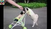 VERY FUNNY Pug walking puppy in stroller, funny dogs