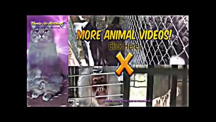 World's Most Funny Cat Videos 2014