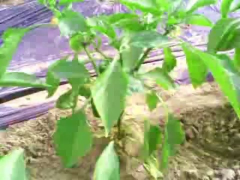Drip Irrigation System-OFWM-Punjab Agriculture Department Pakistan.