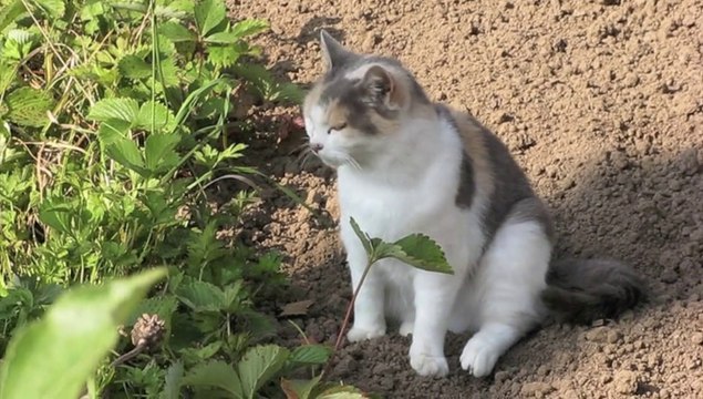 Jardinage : faut-il chasser les chats de son jardin?