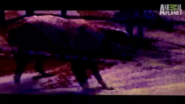 Weird, True & Freaky- The Sleepwalking Dog