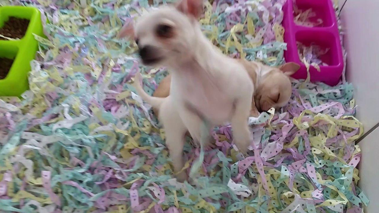 satilik tea cup chihuahua sivava yavrulari 05333974577