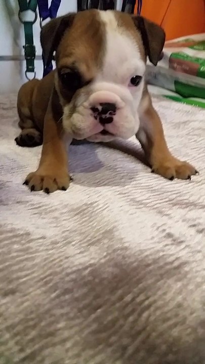 satilik ingiliz english bulldog yavrulari 05333974577