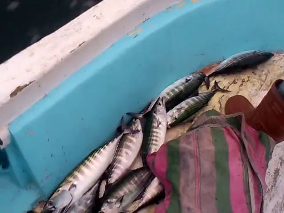 GÖRDÜKLERİNİZ İSTAVRİT DEĞİL, PALAMUT ARKADAŞLAR...