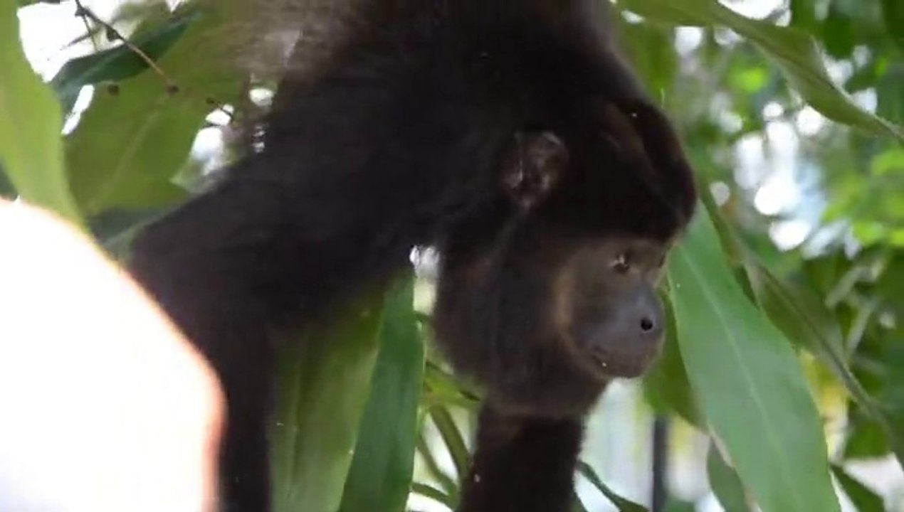 Le Hurleur du Guatemala , Mexique Yucatan vacances Août 2014