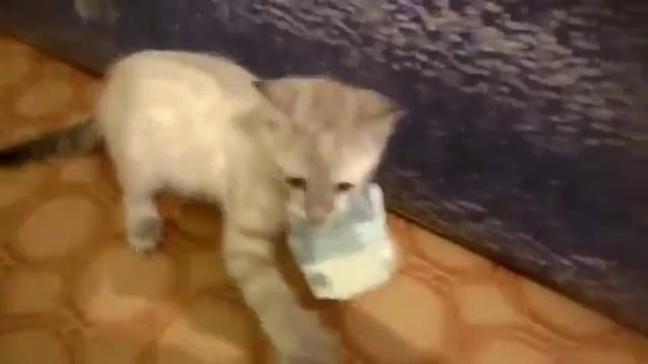 Best of Fails Compilation 2013 FUNNY VIDEOS ACCIDENTS 2013 Money maker cat fail for compilation