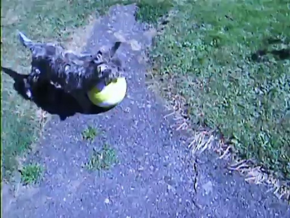 le petit essaie quand même de jouer avec le ballon