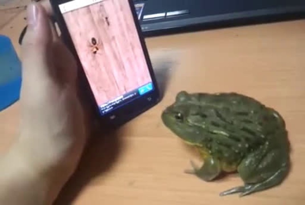 Crazy frog bites finger of his owner no ringdingding for funny Compilation 2013 fail [HD+] ПРИКОЛЫ