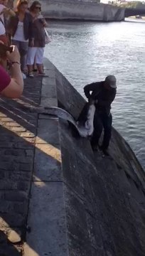 Graciation gros silure glane 2M à Paris / Release of a big 2M Wels catfish in Paris