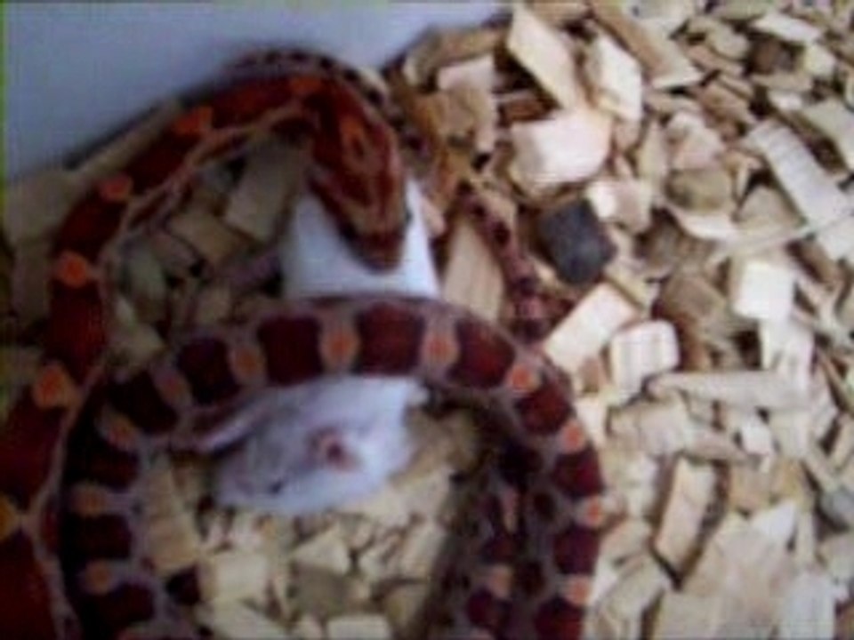 Elaphe Guttata