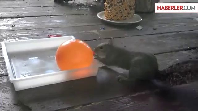 Balonla Oynayan Sincabın Komik Sonu