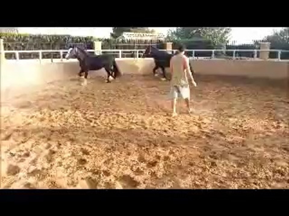 Mares IRISH COB
