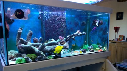 Aquascaping Récifal.