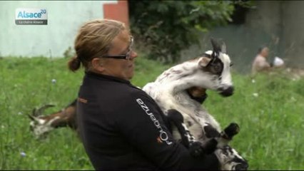 Hebdo DD : Le développement durable en Alsace (10/09/14)