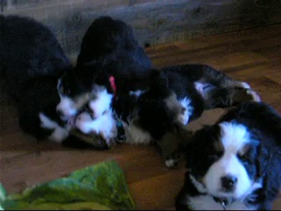 Al'heure de la sieste (femelle rouge et femelle rose avec Jeudi puis arrivée de Jäger)