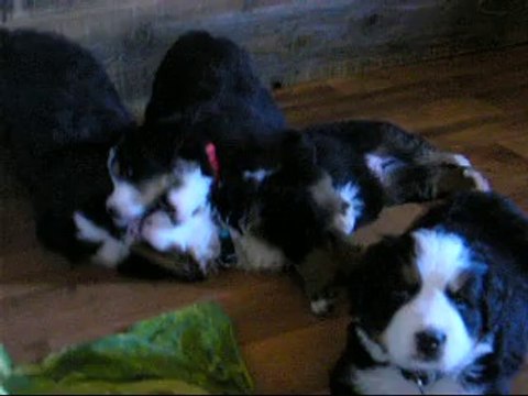 Al'heure de la sieste (femelle rouge et femelle rose avec Jeudi puis arrivée de Jäger)