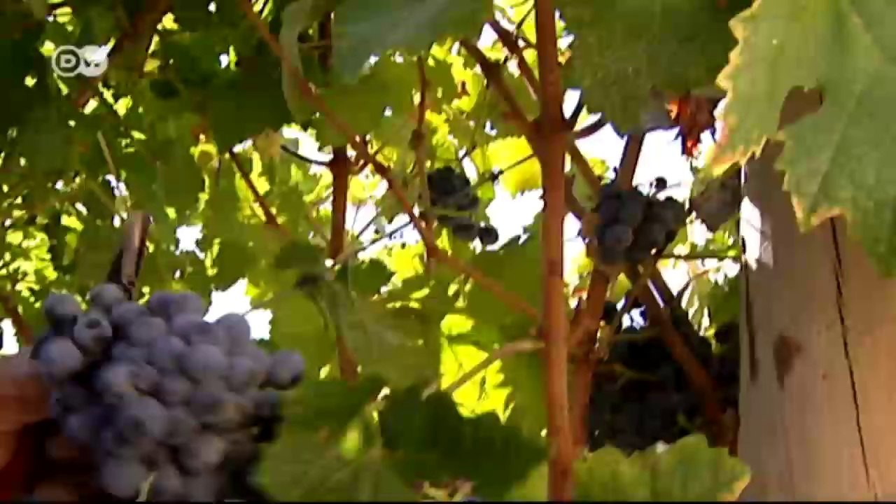 Vino y jerez de Jerez | Euromaxx