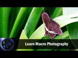 Learn Macro Photography || Shraddha Kadakia