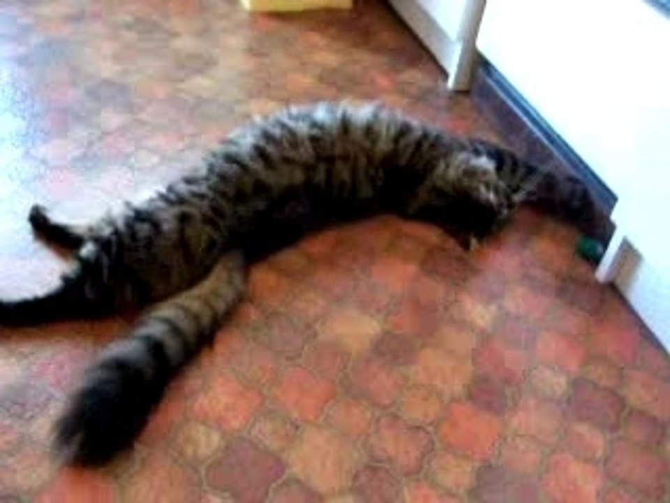 Jeu miaou