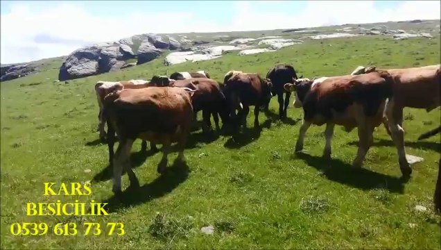 Kars Satılık Montofon Hayvan, Kars Satılık Montofon İnek Fiyatları, Kars Satılık Kurbanlık,