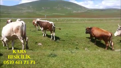 Video herunterladen: Kars Simental Tosun Fiyatları, Kars Simental Yavru Buzağı, Kars Simental Yerli Sığır, Kars Satılık imental Besi Danası,