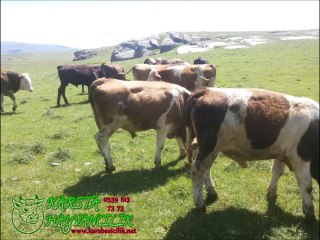 Video herunterladen: Kars Satılık Simental Boğa, Kars Satılık Simental Boğalar, Kars Satılık Simental Buzağıtları, Kars Satılık Simental Buzağılar, Kars Satılık Simental Dana, Kars satılık Simental Dana Fiyatları,