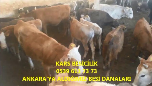 Kars Satılık Simental Dişi Buzağı, Kars Satılık Simental Dişi Düve, Kars Satılık Simental Dişi İnek, Kars Satılık Simental Dişi Sığır, Kars Satılık Simental Düve,