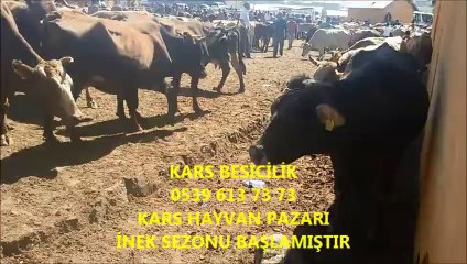 下载视频: Kars Satılık Simental Düve Fiyatları, Kars Satılık Simental Erkek Boğa, Kars Satılık Simental Erkek Dana, Kars Satılık Simental Fiyatları,