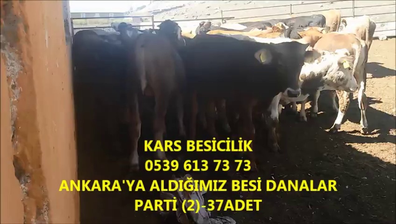 Kars Satılık simental Yavrusu, Kars Satılık Montofon Buzağı, Kars Satılık Montofon Dana, Kars Satılık Montofon Dişi Buzağı,