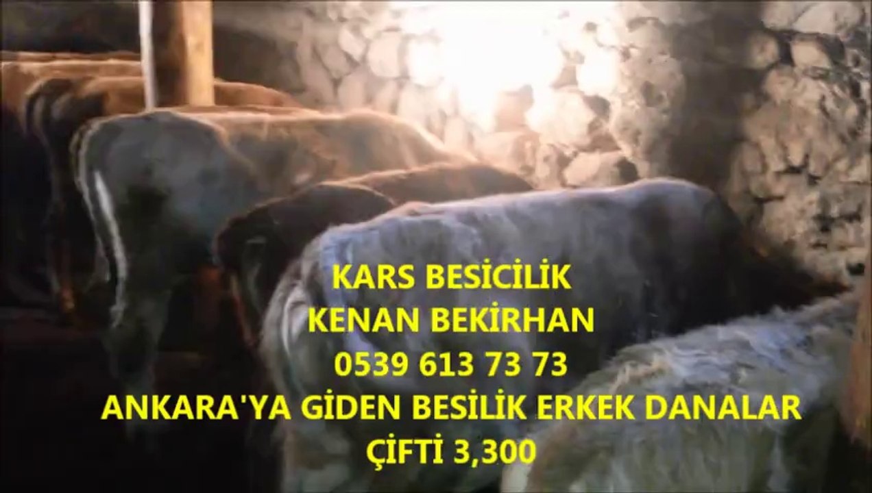 Kars Satılık Montofon Erkek Buzağı, Kars Satılık Montofon Erkek Dana, Kars Satılık Montofon Gebe Düve, Kars Satılık Montofon Gebe İnek,