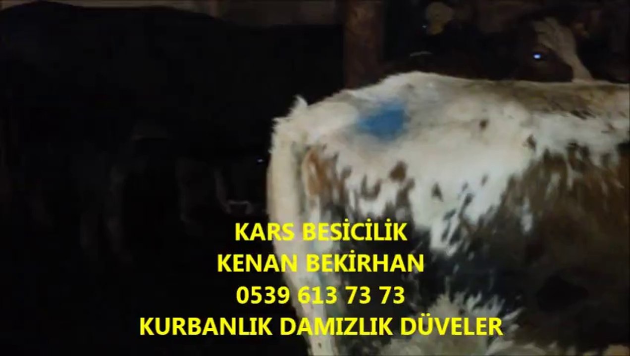 Kars Satılık Kurbanlık, Kars Satılık Kurbanlık Dana, Kars Satılık Kurbanlık Fiyatları,