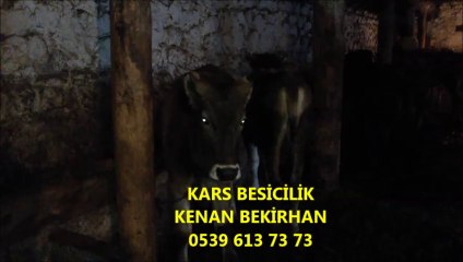 Kars Erkek Buzağı Kars Besilik Dana Kars Kurbanlık Dana