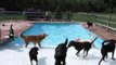 Lucky Dogs Have a Party in a Swimming Pool
