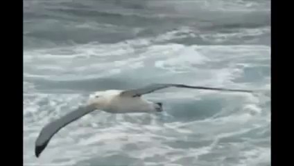 ALBATROS AV TÜFEKLERİ