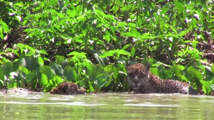 Pantanal: o paraíso da vida selvagem