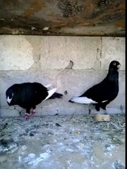 Çiftli Kara Müsevvet Filo Güvercinleri