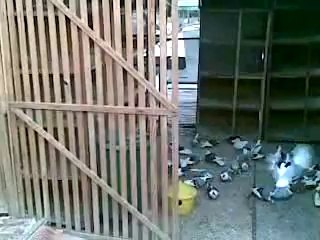 Güllü Mısırı diye bilinen filo güvercinleri