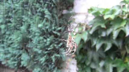 De spin - the spider - der Spin - l'araignée