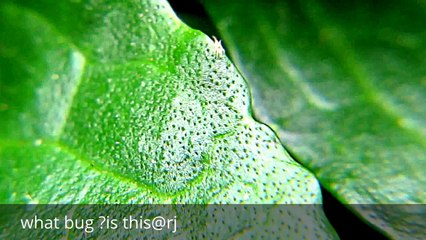 RARE FOOTAGE,AMAZING ACT OF NATURE, A BUG LIKE A CHALK POWDER.