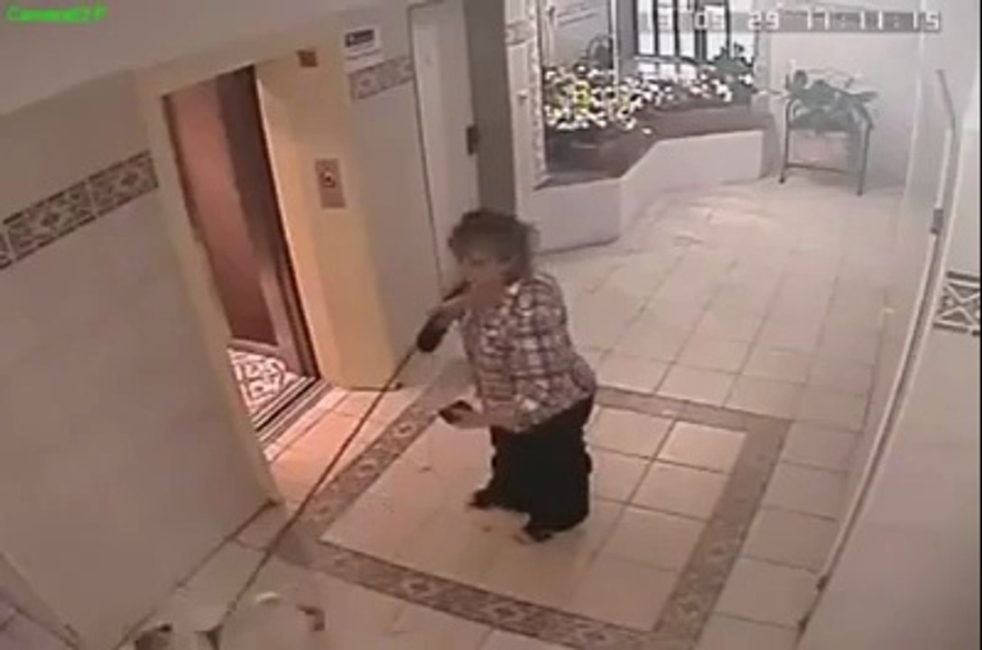 O CAO E OS OVOS