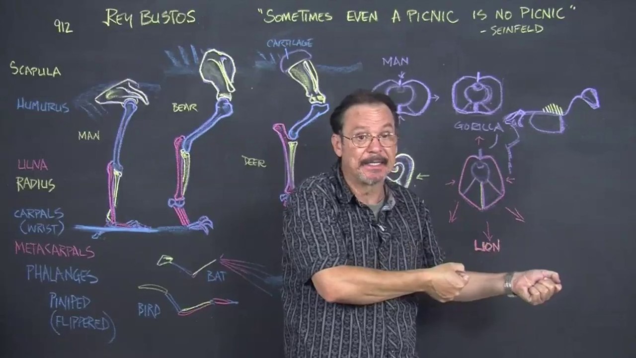 03.Comparative Anatomy-Upper