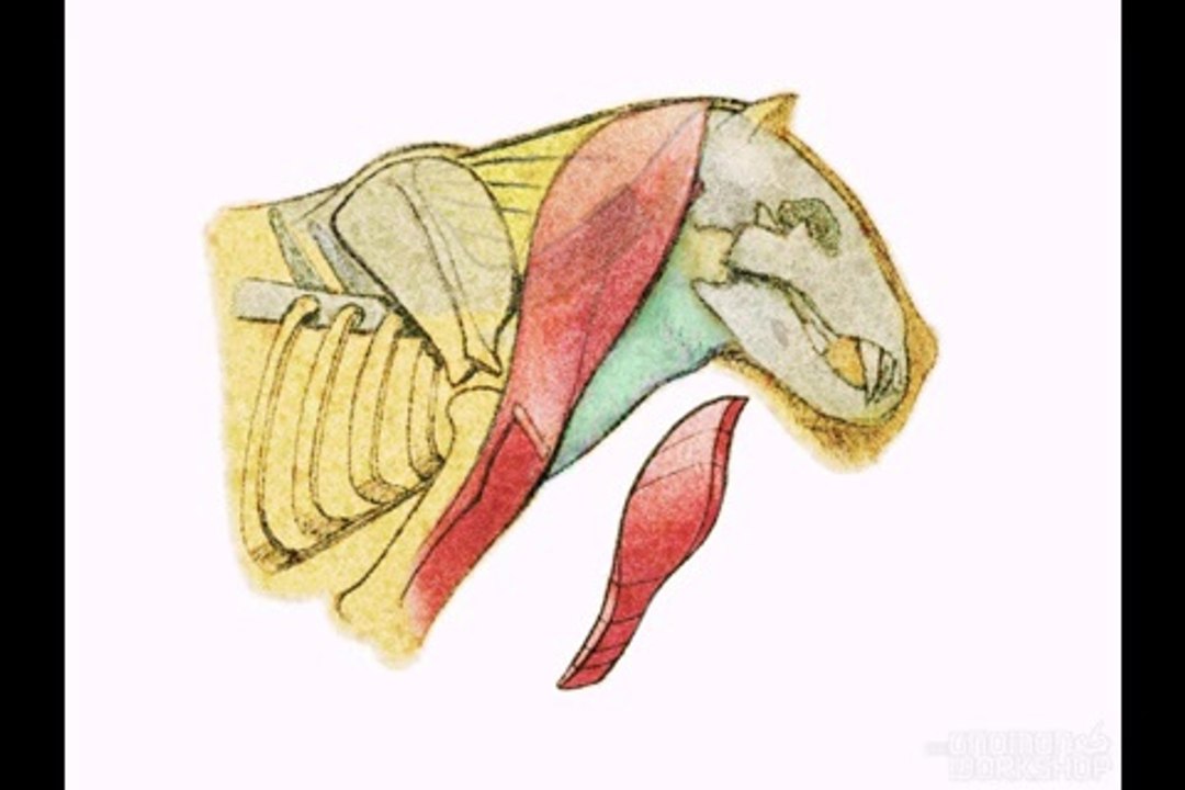 10_Necks_&_Head