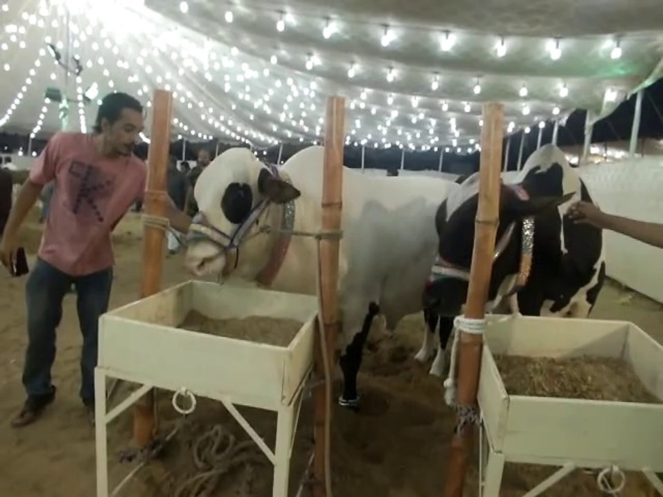 Shah Cattle 2014