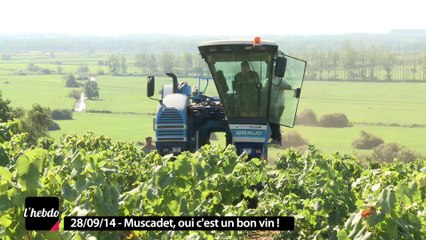 Logement, où en est l'agglo ? / Oui ! le Muscadet est un  bon vin!