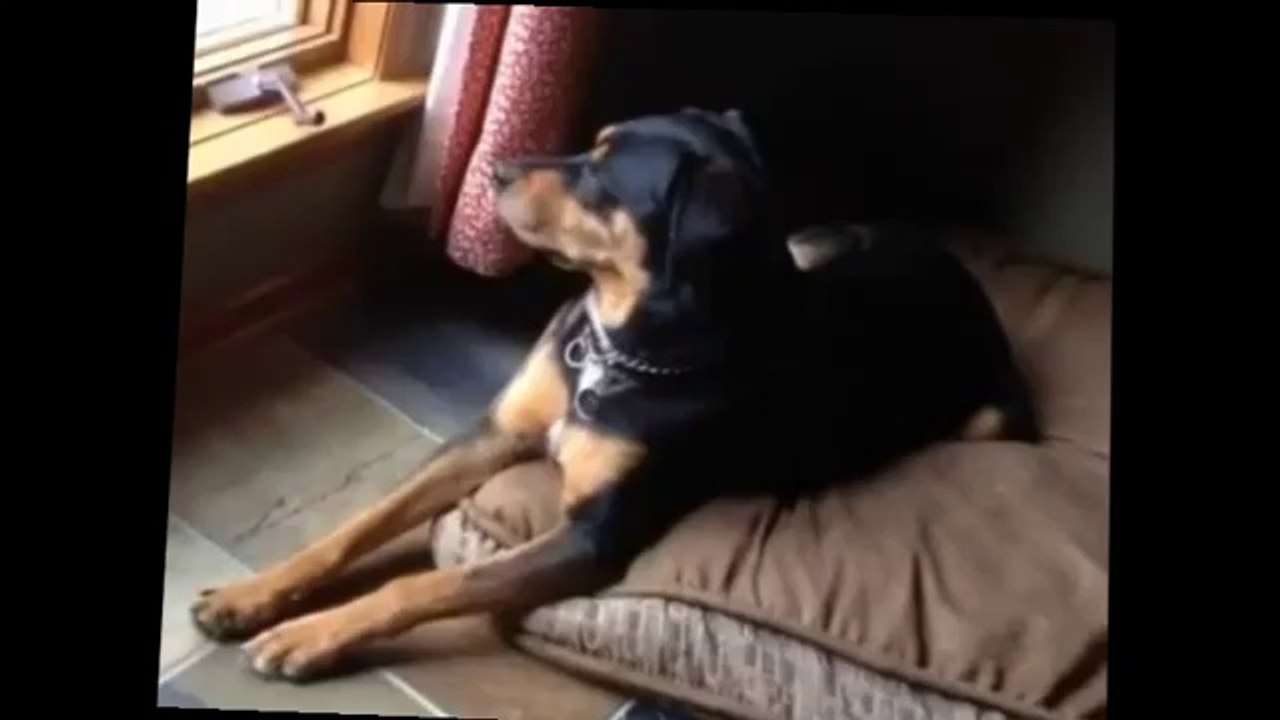 My Dog Only Wants Big Booty Bitches